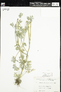 Corydalis sempervirens image