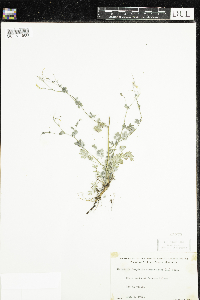 Corydalis sempervirens image