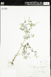 Corydalis sempervirens image