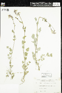 Corydalis sempervirens image