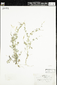 Corydalis sempervirens image