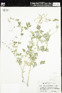 Corydalis sempervirens image
