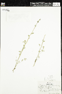 Corydalis sempervirens image