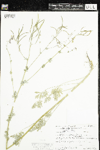 Corydalis sempervirens image