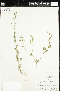 Corydalis sempervirens image