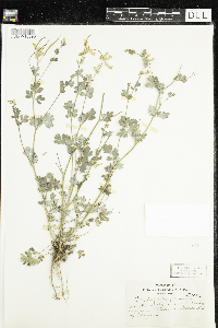 Corydalis sempervirens image
