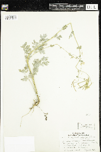 Corydalis sempervirens image
