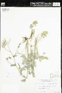 Corydalis sempervirens image
