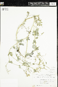 Corydalis sempervirens image