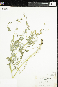 Corydalis sempervirens image