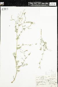 Corydalis sempervirens image