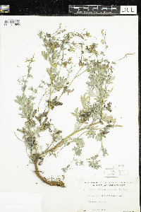 Corydalis sempervirens image
