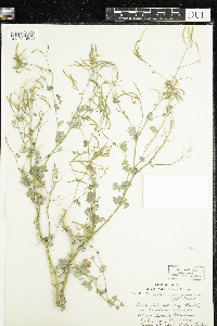 Corydalis sempervirens image