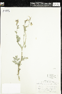 Corydalis sempervirens image