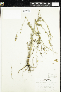 Corydalis sempervirens image