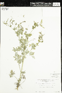 Corydalis sempervirens image