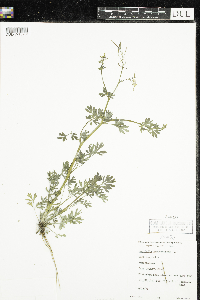 Corydalis sempervirens image