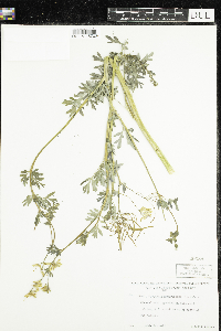 Corydalis sempervirens image