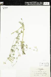 Corydalis sempervirens image