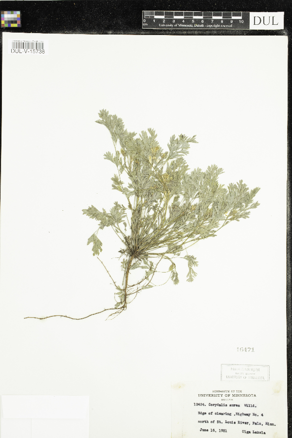 Corydalis image