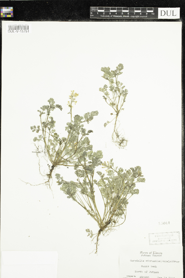 Corydalis micrantha image