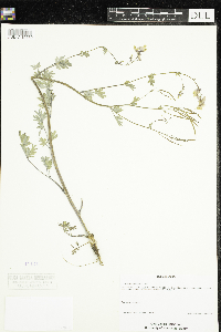 Corydalis sempervirens image