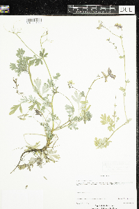Corydalis sempervirens image