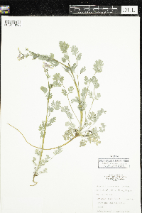 Corydalis sempervirens image