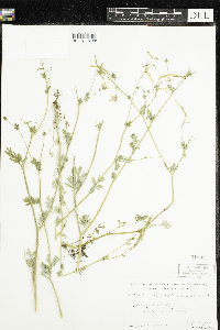 Corydalis sempervirens image