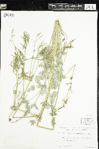 Corydalis sempervirens image
