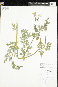 Corydalis sempervirens image