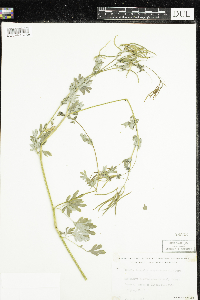 Corydalis sempervirens image