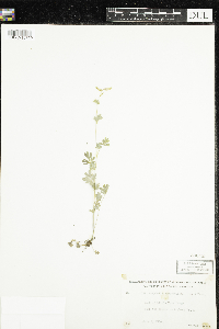 Corydalis sempervirens image