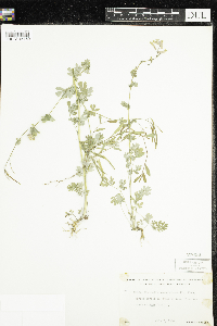 Corydalis sempervirens image