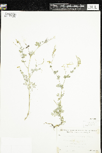 Corydalis sempervirens image