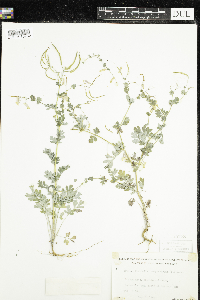 Corydalis sempervirens image