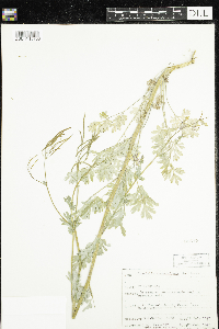 Corydalis sempervirens image