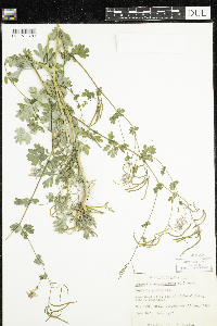 Corydalis sempervirens image