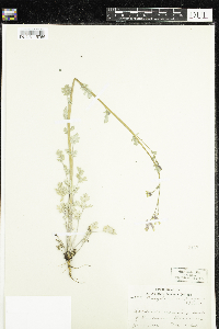 Corydalis sempervirens image