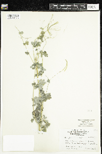 Corydalis sempervirens image