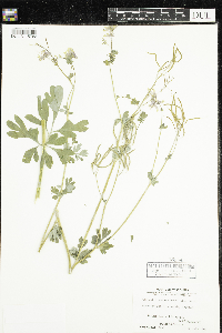 Corydalis sempervirens image