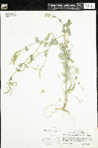 Corydalis sempervirens image
