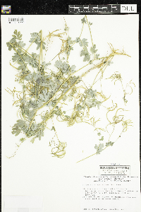 Corydalis sempervirens image