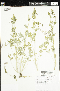 Corydalis sempervirens image