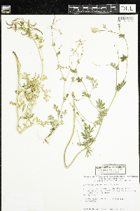 Corydalis sempervirens image