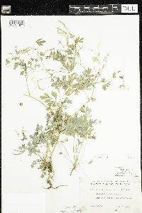 Corydalis sempervirens image