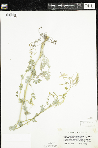 Corydalis sempervirens image