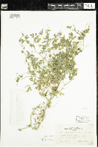 Corydalis sempervirens image