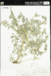 Corydalis sempervirens image