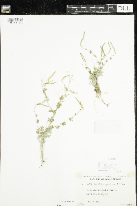 Corydalis sempervirens image